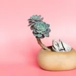 Scopri come proteggere i tuoi bonsai dal freddo invernale con semplici accorgimenti per preservarne la bellezza