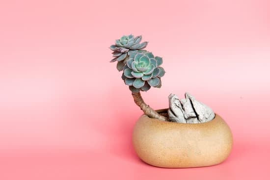 Inverno E Protezione Dei Bonsai Dal Freddo 1 bonsai 1656