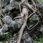 Scopri i segreti su come curare il bonsai ficus: dall'irrigazione alla potatura, tutto quello che devi sapere!