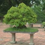 Scopri quale albero usare per bonsai basandoti sulla sua dimensione e caratteristiche