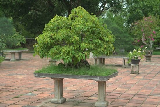 Che Alberi Usare Per Bonsai 1 Scopri quale albero usare per bonsai basandoti sulla sua dimensione e caratteristiche