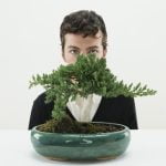Quante Foglie Ci Sono in Un Bonsai Piccolo Contare, al Microscopio, le Minuscole Foglie In Un Bonsai Riconferma la Sua Delicata Bellezza