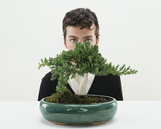 Quante Foglie Ci Sono in Un Bonsai Piccolo 15 Contare, al Microscopio, le Minuscole Foglie In Un Bonsai Riconferma la Sua Delicata Bellezza