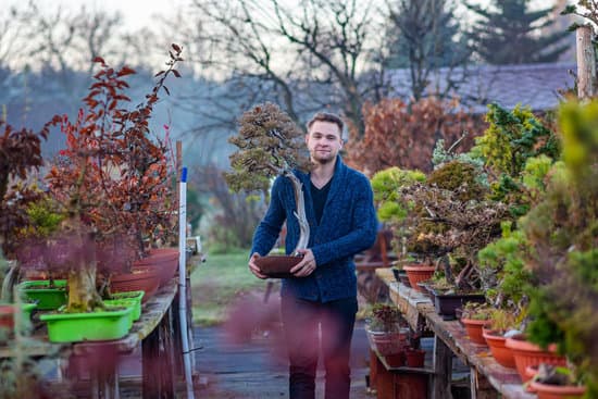 Come Mai Il Bonsai Perde Le Foglie 1 Il bonsai potrebbe perdere le foglie a causa di mancanza di luce solare o irrigazione insufficiente