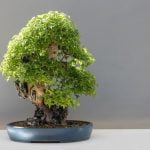 Come Potare Un Ulivo Bonsai Scopri come potare un ulivo bonsai seguendo una guida pratica e semplice per mantenerlo sempre rigoglioso