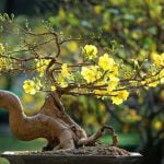 Come Innaffiare Bonsai Ginseng Innaffia il tuo bonsai ginseng con cura, mantenendo il terreno umido ma non troppo bagnato