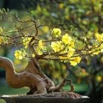 Innaffia il tuo bonsai ginseng con cura, mantenendo il terreno umido ma non troppo bagnato