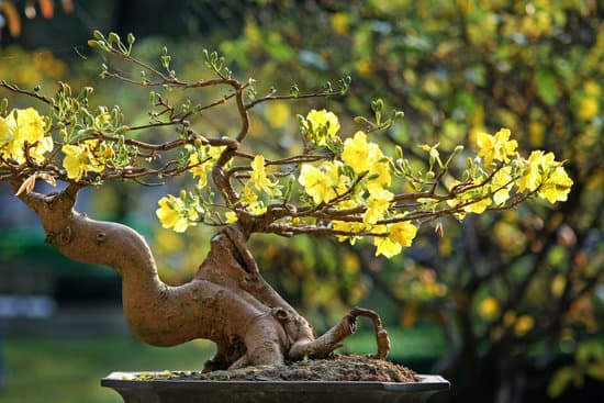 Come Innaffiare Bonsai Ginseng 1 Innaffia il tuo bonsai ginseng con cura, mantenendo il terreno umido ma non troppo bagnato