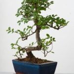Scopri come legare un bonsai in modo efficace e sicuro con i nostri semplici passaggi!