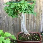 Dove Comprare Bonsai Online Scopri i migliori siti online dove comprare bonsai per aggiungere un tocco di natura alla tua casa