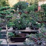 Quante Foglie Ha Un Bonsai Piccolo Scopri quanti elementi verdi adornano un bonsai in miniatura