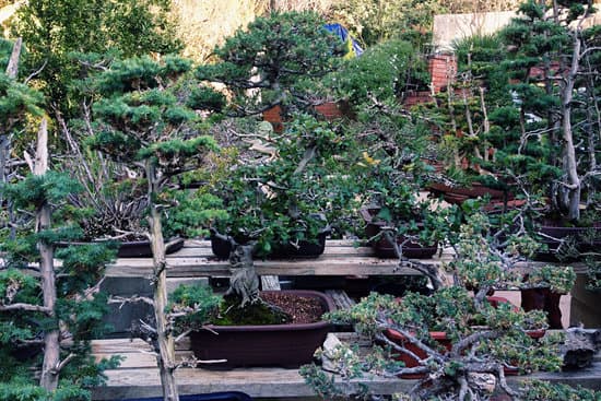 Quante Foglie Ha Un Bonsai Piccolo 9 Scopri quanti elementi verdi adornano un bonsai in miniatura