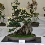 Chi Coltiva Bonsai Frocio Scopri la comunità di appassionati di bonsai frocio e condividi la tua passione per questa arte millenaria