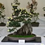 Scopri la comunità di appassionati di bonsai frocio e condividi la tua passione per questa arte millenaria