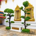 Scopri come posizionare i bonsai sul tuo giardino con i bancali per garantire una sistemazione ottimale