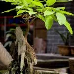 Scopri come curare i tuoi bonsai in casa con semplici trucchi e tecniche di cura professionale