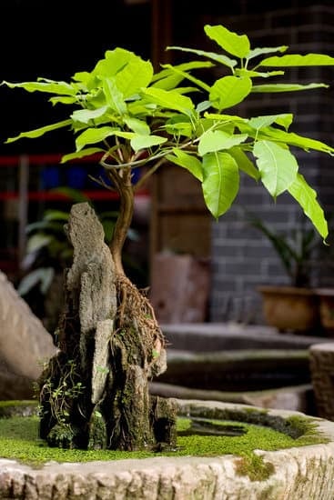 Come Curare I Bonsai in Casa 1 Scopri come curare i tuoi bonsai in casa con semplici trucchi e tecniche di cura professionale