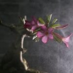 Come Creare Bonsai Di Ulivo Crea magnifici bonsai di ulivo seguendo i nostri semplici passaggi: taglia, modella e cura con amore