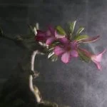 Crea magnifici bonsai di ulivo seguendo i nostri semplici passaggi: taglia, modella e cura con amore