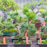 Come E Quando Potare Un Bonsai Ficus Segui la guida per scoprire come e quando potare un bonsai ficus e garantire la sua crescita sana