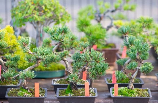 Segui la guida per scoprire come e quando potare un bonsai ficus e garantire la sua crescita sana