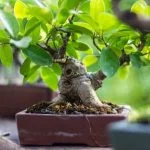 Scopri i consigli e la giusta frequenza per innaffiare i bonsai: ecco come prenderti cura delle tue piccole piante con successo!