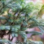 Terreno Per Bonsai: Quale Tipo È Il Migliore? Terreno per bonsai: confronto tra tipi migliori, quale scegliere?