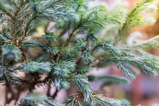 bonsai 1859