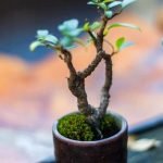 Scopri come trattare al meglio i tuoi bonsai con i consigli esperti di un vero maestro del bonsai