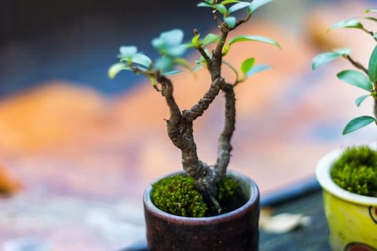 Come Trattare Bonsai 1 Scopri come trattare al meglio i tuoi bonsai con i consigli esperti di un vero maestro del bonsai