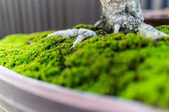 Come Fare Un Bonsai Di Rosmarino 19 Segui questi semplici passi per imparare come fare un bonsai di rosmarino in modo facile e veloce
