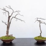 Risveglia il tuo bonsai secco con questi 5 semplici passaggi per curarlo e farlo tornare in salute!