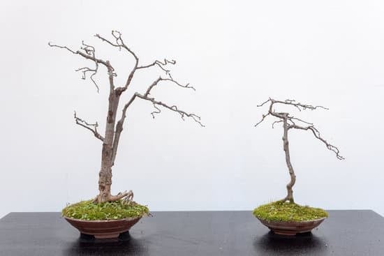Come Curare Un Bonsai Secco 11 Risveglia il tuo bonsai secco con questi 5 semplici passaggi per curarlo e farlo tornare in salute!