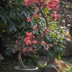Come Curare Bonsai Olmo Cura i tuoi bonsai di olmo con questi semplici consigli per mantenerli sani e rigogliosi