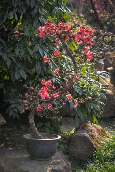 Cura i tuoi bonsai di olmo con questi semplici consigli per mantenerli sani e rigogliosi