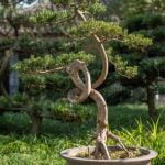 Scopri le meraviglie dell'albero bonsai e conta con noi le incredibili foglie presenti!