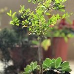Quanto Costa Un Bonsai Vero I prezzi dei veri bonsai possono variare, cerca gli esperti che ti sapranno dire QUANTO COSTA UN BONSAI VERO