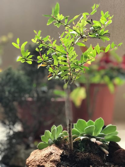 Quanto Costa Un Bonsai Vero 1 I prezzi dei veri bonsai possono variare, cerca gli esperti che ti sapranno dire QUANTO COSTA UN BONSAI VERO