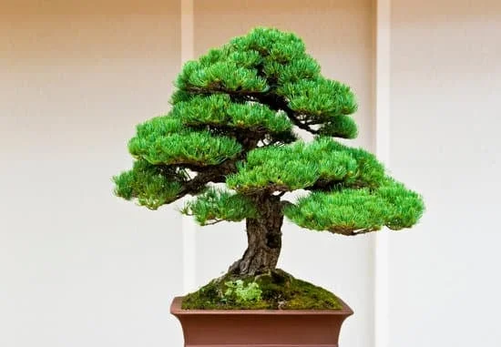 Scopri i segreti su come tagliare un bonsai con successo: da scegliere gli strumenti giusti all'equilibrio delle potature