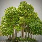Come Mantenere Bonsai Scopri come mantenere bonsai in salute con semplici consigli di potatura e annaffiatura regolare