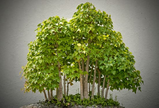 Come Mantenere Bonsai 1 Scopri come mantenere bonsai in salute con semplici consigli di potatura e annaffiatura regolare