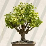 Come Bagnare Bonsai Ficus Ginseng Cosa sapere per innaffiare correttamente il bonsai Ficus Ginseng e garantirne una crescita sana e rigogliosa