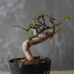 Come Coltivare Bonsai Scopri come coltivare bonsai con successo seguendo i giusti metodi e cure specifiche per questa affascinante arte