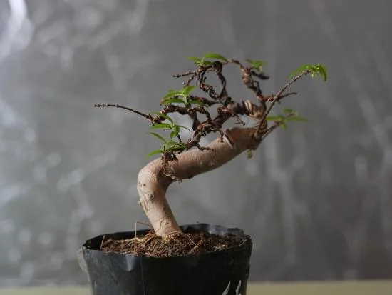 Scopri come coltivare bonsai con successo seguendo i giusti metodi e cure specifiche per questa affascinante arte