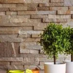 Il vivaio online con la selezione più ampia di piante per i bonsai: scopri quali specie coltivare!