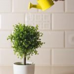 Come Potare Un Olivo Bonsai Scopri come potare un olivo bonsai per mantenerlo sano e in forma, seguendo queste semplici indicazioni