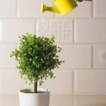 Scopri come potare un olivo bonsai per mantenerlo sano e in forma, seguendo queste semplici indicazioni