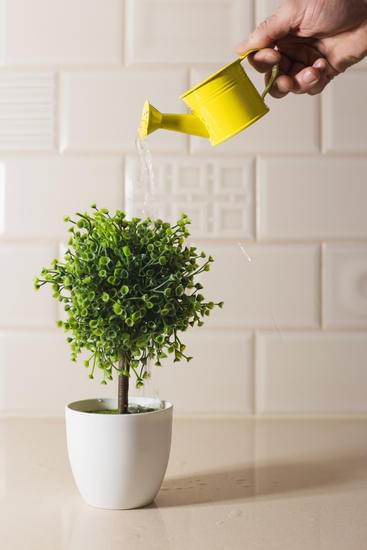 Scopri come potare un olivo bonsai per mantenerlo sano e in forma, seguendo queste semplici indicazioni