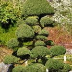 Scopri le differenze tra i bonsai a foglia caduca e sempreverdi per rendere la tua scelta consapevole
