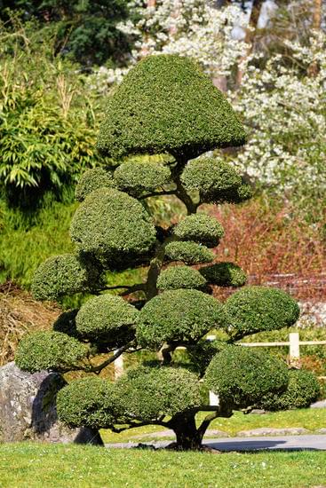 bonsai 1973